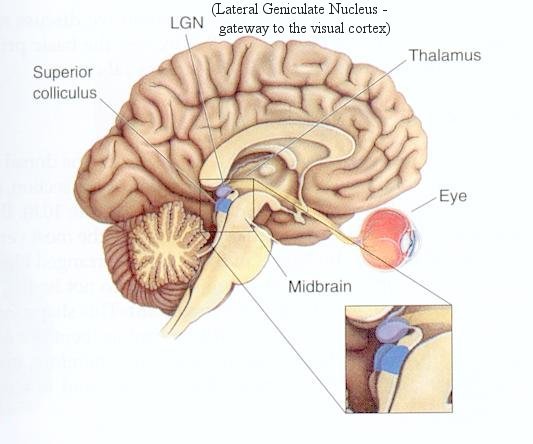 superior colliculus