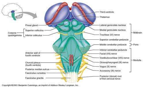 Human Anatomy: Superior Colliculus and its Functions