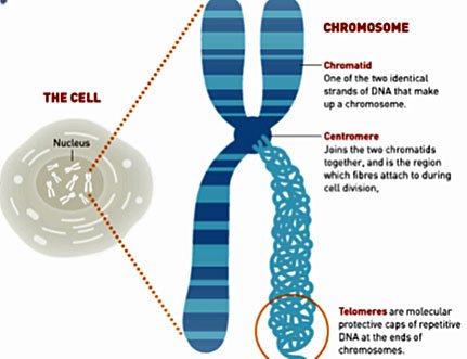 telomere sequence